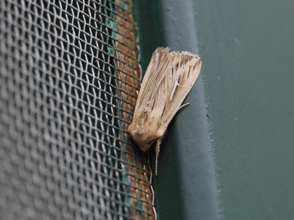 Nottuidae 1